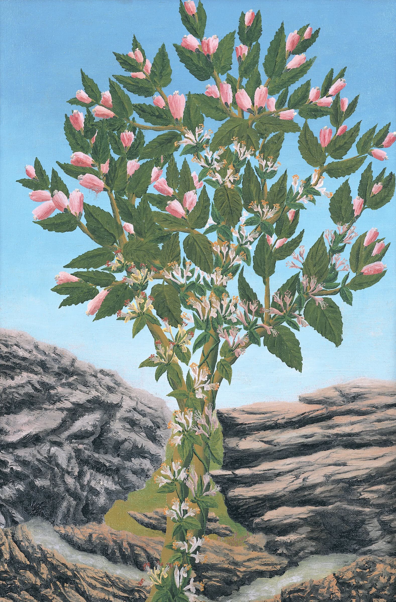 André Bauchant * 1873 in Château-Renault (FRA) † 1958 in Montoire-sur-le-Loir (FRA) L’arbre de magnolias, 1930 Öl auf Leinwand 73,5 x 49 cm (Sammlung Zander | Naive Kunst)